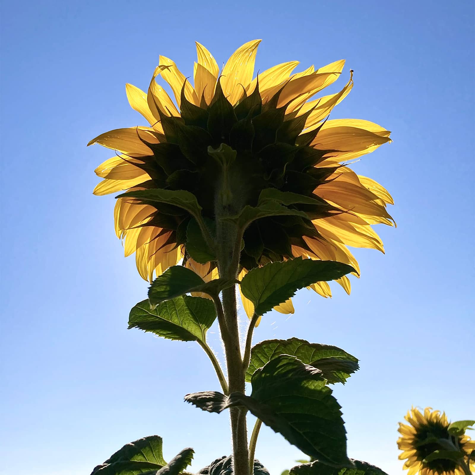 Klim Siebdruck-Prozess blaenk studio